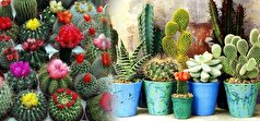 بهترین شرایط محیطی برای نگهداری از کاکتوس در تابستان چیست؟