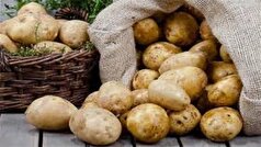 عرضه سیب‌زمینی نارس ضربه به بازار داخلی و صادرات