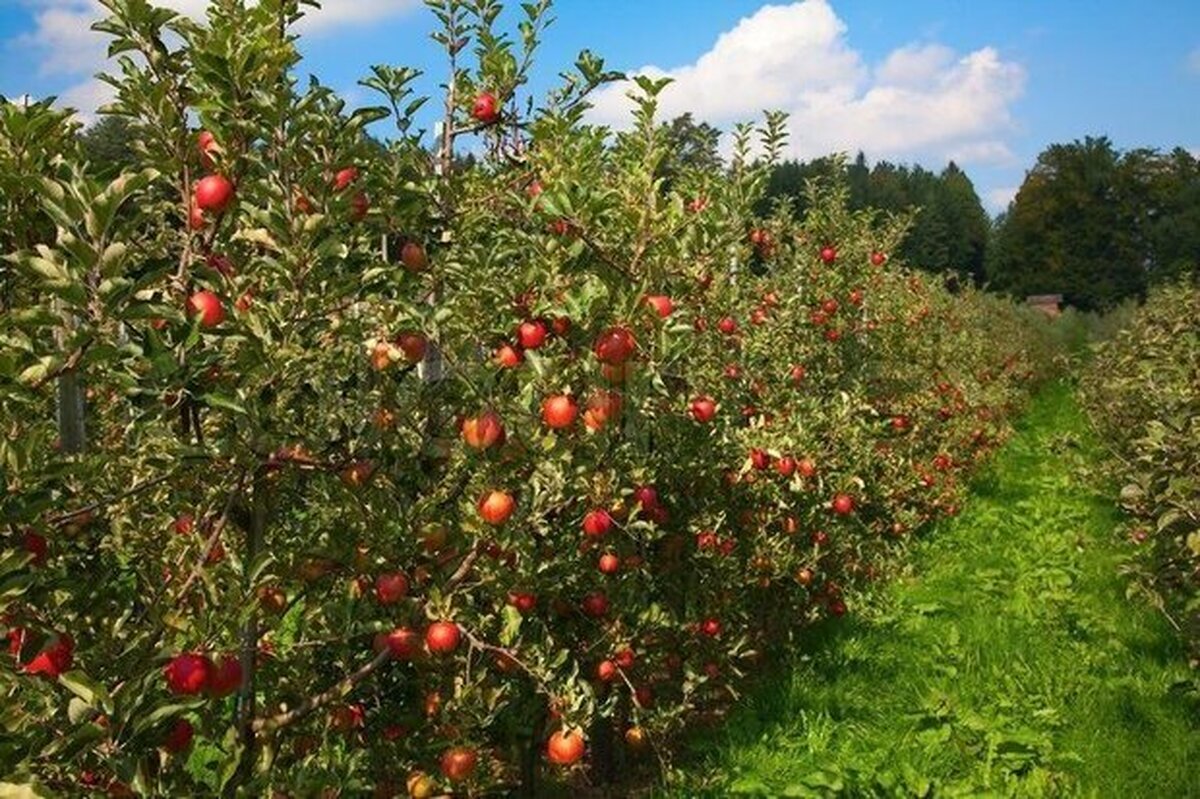 خسارت ۵۰ درصدی خشکسالی و قطعی برق به تولیدات باغی کوهسرخ