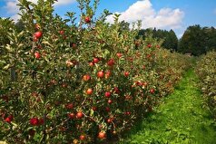 خسارت ۵۰ درصدی خشکسالی و قطعی برق به تولیدات باغی کوهسرخ
