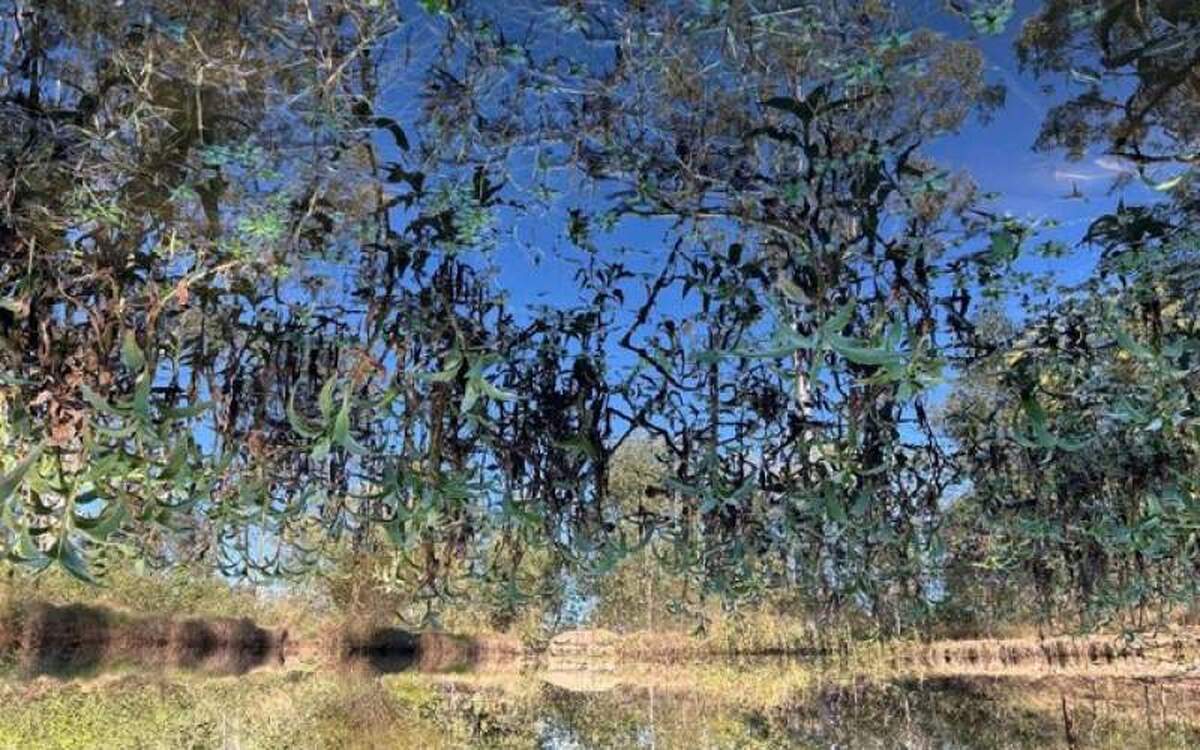 چندین گونه از علف‌های هرز قابلیت تبدیل شدن به انرژی زیستی تجدیدپذیر را دارند!