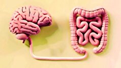 آیا روده می‌تواند فعالیت میکروب‌ها را حس کند؟