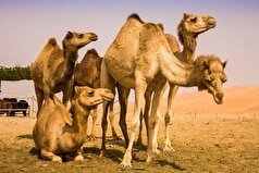 مصرف شیر شتر خواص بیشتری دارد یا شیر گاو؟