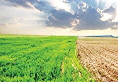 جهش قیمت جهانی مواد غذایی به دلیل تغییرات اقلیمی