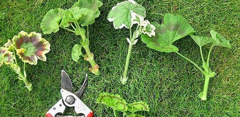 ترفند‌های نگهداری و پرورش گیاه شمعدانی در بالکن و آپارتمان