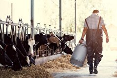 ویروس آنفلوانزای پرندگان از چه راه‌هایی قابل انتقال است؟