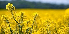 تسویه کامل مطالبات کلزاکاران در استان آذربایجان‌غربی