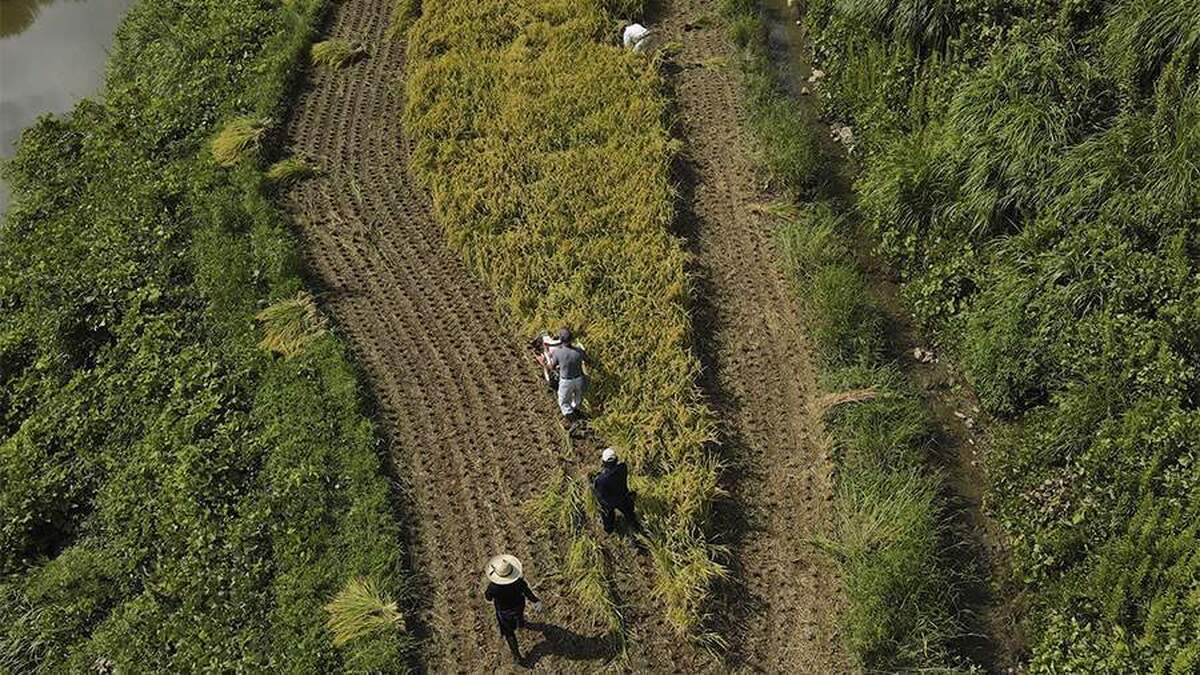 بلومبرگ از تهدید خشکسالی برای محصولات برنج ژاپن خبر داد
