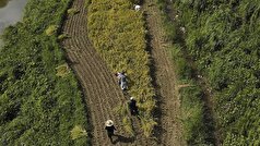 بلومبرگ از تهدید خشکسالی برای محصولات برنج ژاپن خبر داد