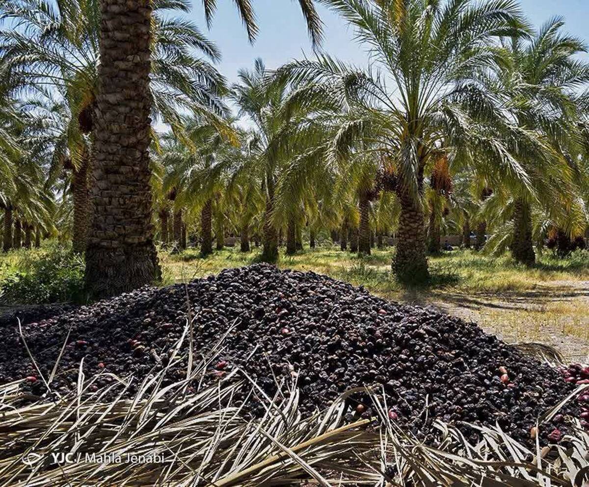 احتمال افزایش بروز بیماری اسیدوز در فصل برداشت خرما