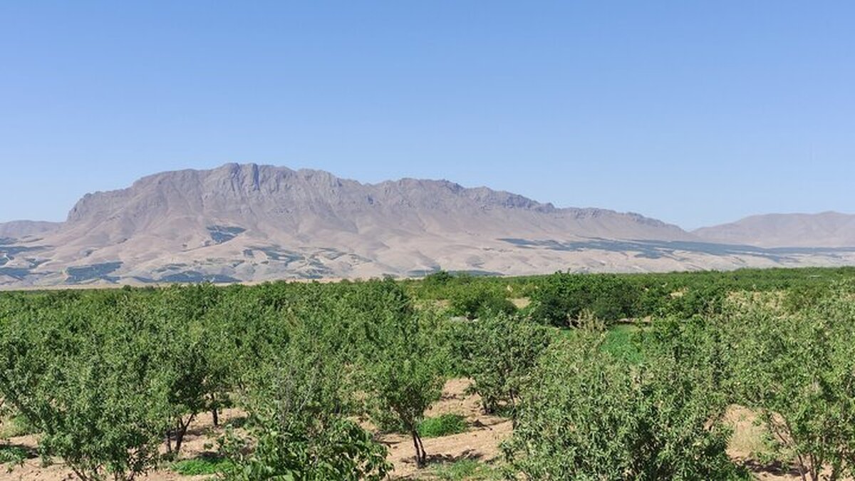 بادام؛ محصولی استراتژیک و بومی در چهارمحال و بختیاری
