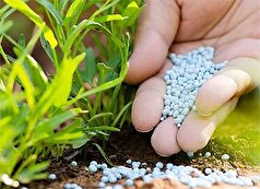 تامین، تدارک و توزیع بیش از ۴۵ هزار تن کود یارانه‌ای در همدان
