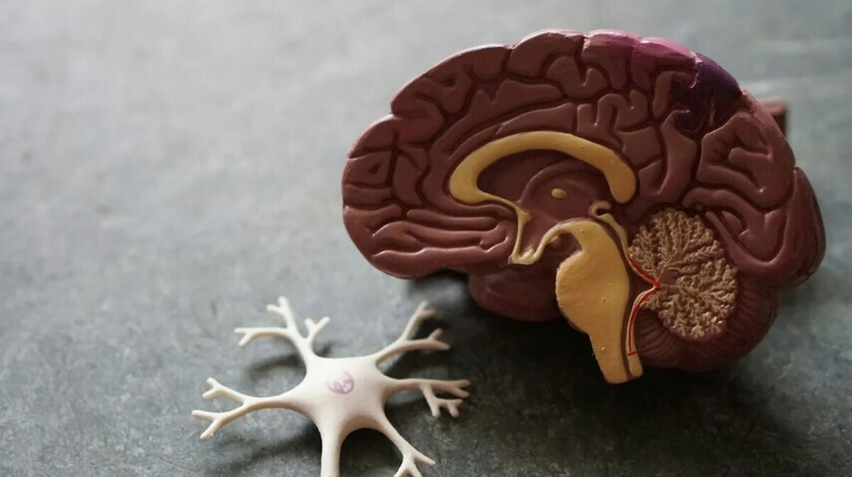 تعاملات اجتماعی بر سطوح مواد شیمیایی مغز تاثیر دارد!