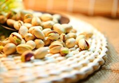 محققان خواص مفید و مضر پسته را نام بردند