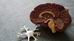 تعاملات اجتماعی بر سطوح مواد شیمیایی مغز تاثیر دارد!