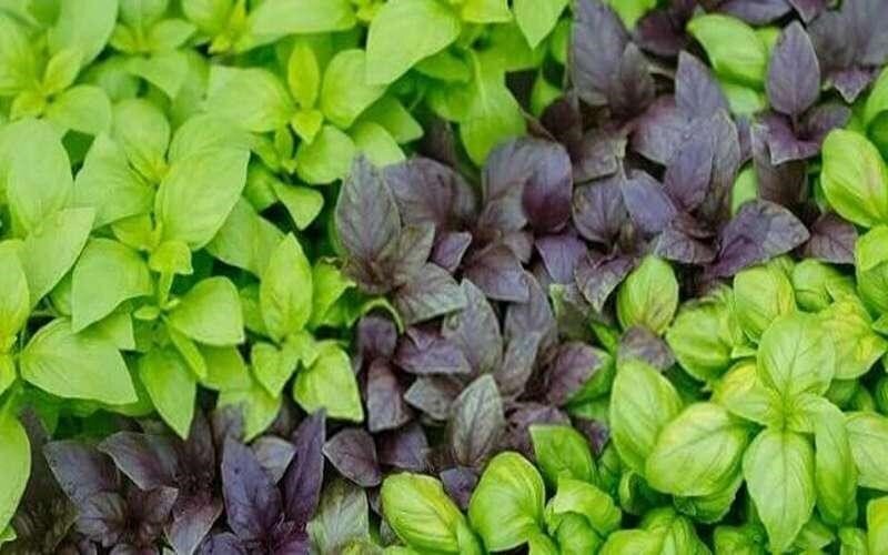 چه سبزی‌هایی برای کاشت در تابستان مناسب هستند؟