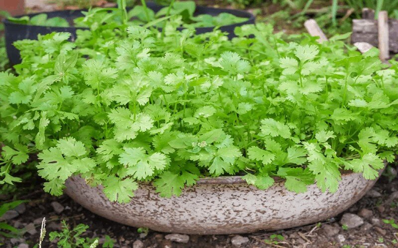 چه سبزی‌هایی برای کاشت در تابستان مناسب هستند؟