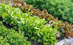 چه سبزی‌هایی برای کاشت در تابستان مناسب هستند؟