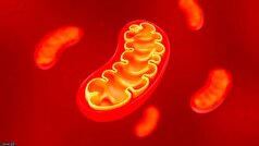 ساخت مولکولی که از DNA میتوکندری در برابر آسیب‌ها محافظت میکند!