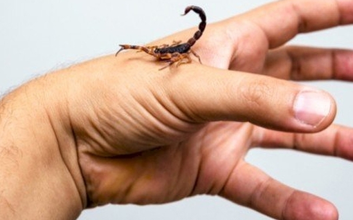 آمار نگران‌کننده گزش‌های جانوران زهرآگین در هرمزگان