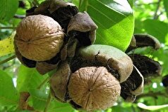تولید بیش از ۴ هزار تُن گردو در بروجرد