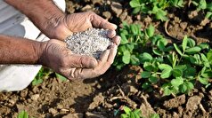 تولید کود بیولوژیک برای مقاوم کردن گیاه در برابر شوری و خشکی!