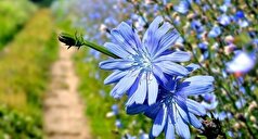 به کمک این گیاهان عملکرد کبد را بهبود ببخشید