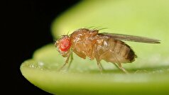 Nature: ژن مگس میوه می‌تواند بیماری پارکینسون را معکوس کند