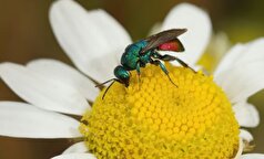 کند کردن زمان پیری با زنبور انگشتری (Jewel Wasp)