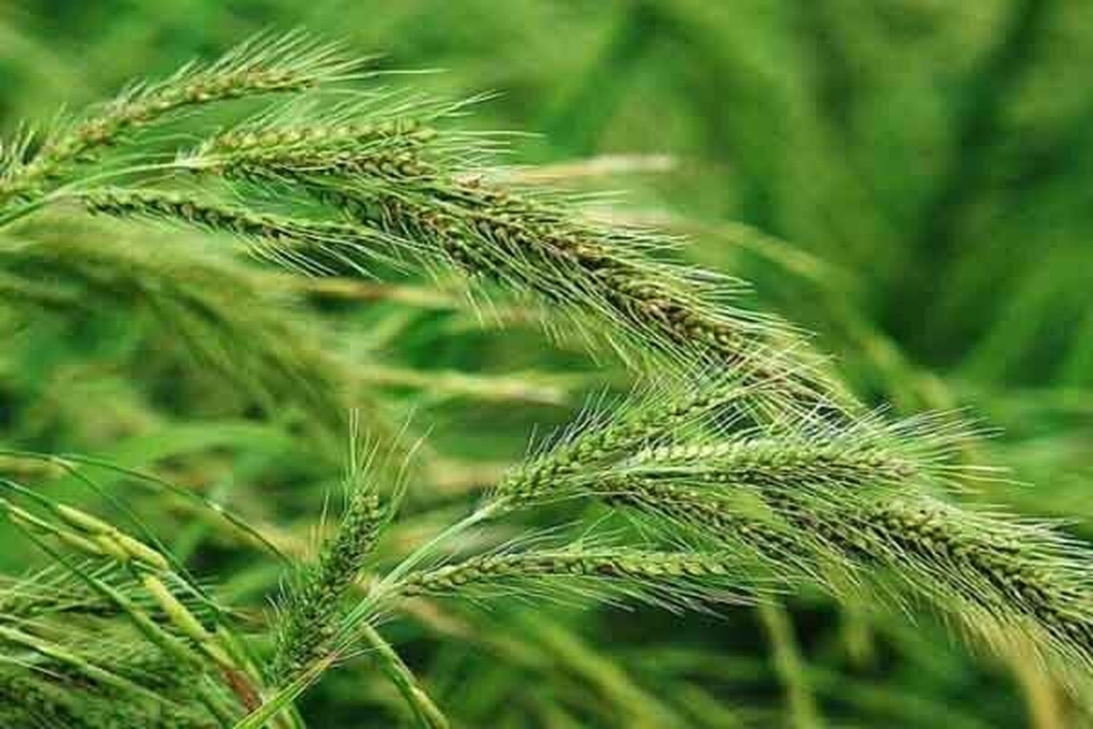 ۹۵ هزار هکتار از شالیزار‌های مازندران درو شد
