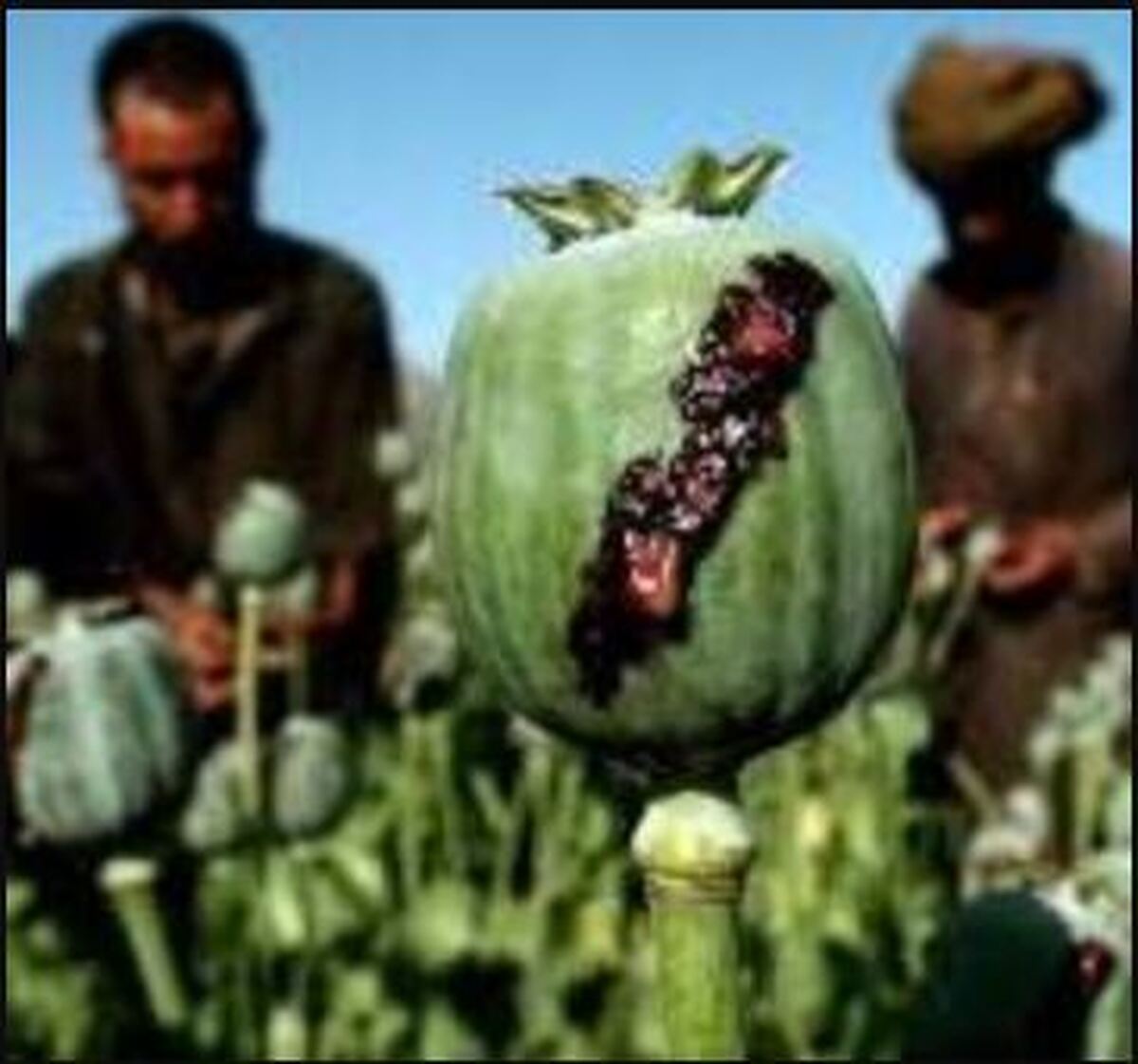 کشف بیش از ۲۰۰ کیلوگرم تریاک در شیراز