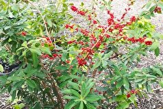 ولف‌بری حاوی ترکیباتی است که می‌تواند به تولید دارو‌های HIV کمک کند