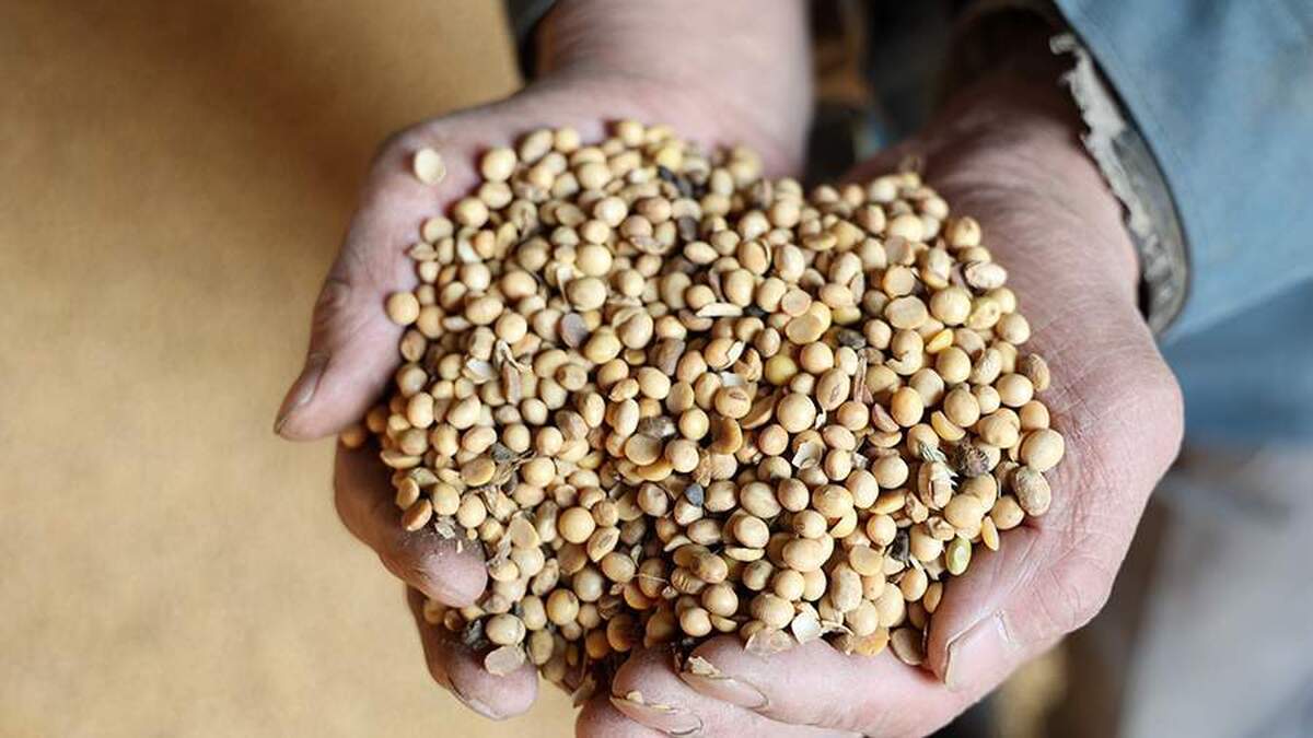 ترامپ امیدوار است چین خرید سویا از آمریکا را افزایش دهد