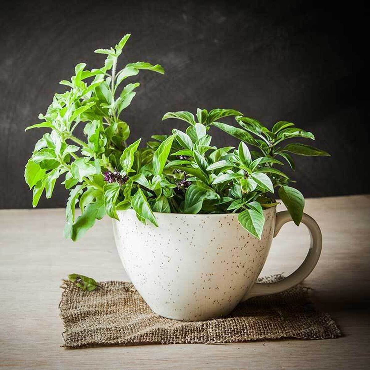 ۱۱ خاصیت طلایی روغن ریحان که شاید نمی‌دانید / عوارض جانبی و نحوه مصرف