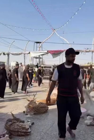 واکنش سازمان حفاظت محیط زیست به ذبح گوزن زرد در عراق برای زائران اربعین