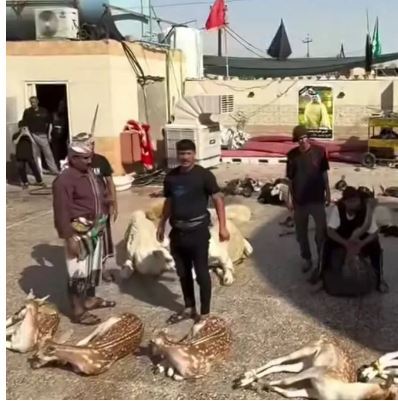 واکنش سازمان حفاظت محیط زیست به ذبح گوزن زرد در عراق برای زائران اربعین