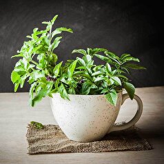 ۱۱ خاصیت طلایی روغن ریحان که شاید نمی‌دانید / عوارض جانبی و نحوه مصرف