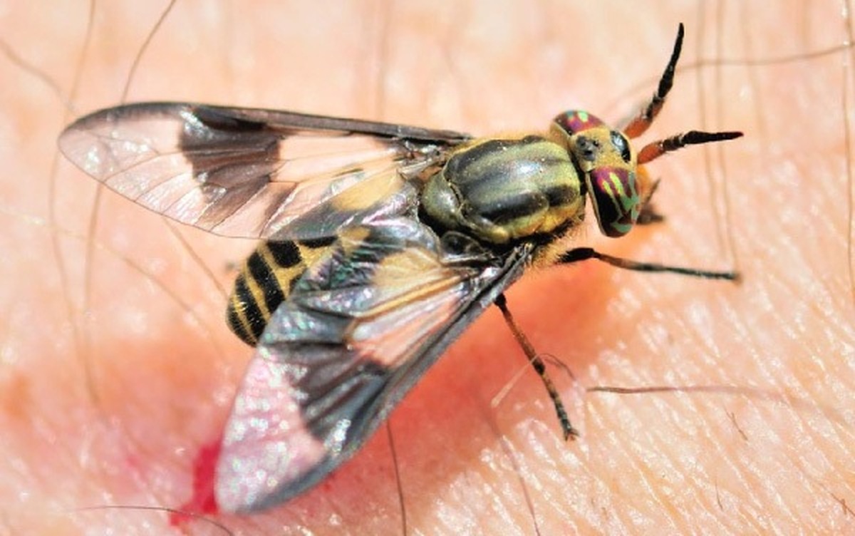 مگس‌ها عامل مرگ هزاران نفر هستند!