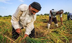 کشاورزی هم رنگ و بوی پیری گرفته است!