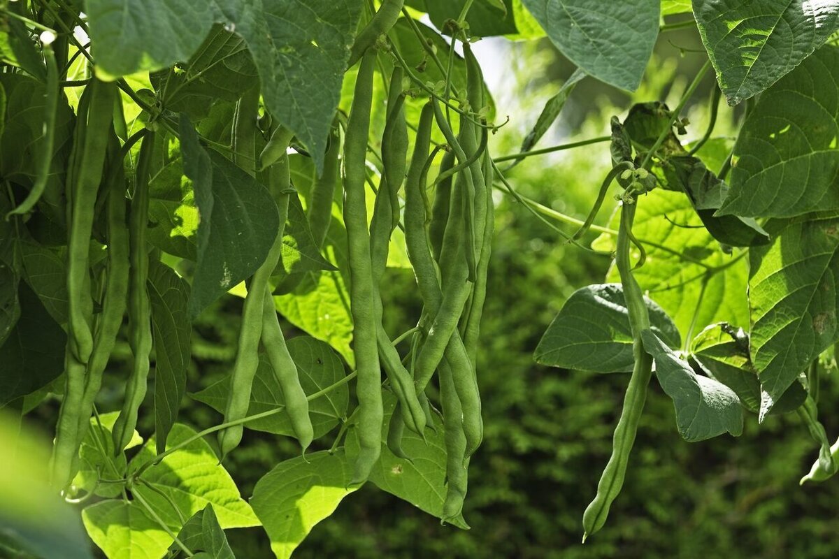 پرورش گیاه لوبیا سبز در آپارتمان/مراحل+شرایط نگهداری