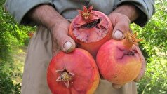 هشدار به باغداران گلستانی، آفت مگس مدیترانه‌ای در کمین میوه‌های پاییزی