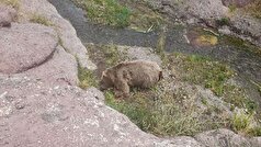 یک قلاده خرس قهوه‌ای در توابع شهرستان مشگین شهر کشته شد/ تشکیل پرونده قضایی برای مظنونین