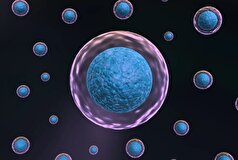 Cell: یک مولکول علائم پیری را در عضلات و مغز معکوس می‌کند