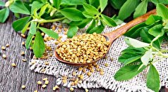 Nature EJCR: مصرف منظم شنبلیله سطح قند را تا ۲۵ درصد کاهش می‌دهد