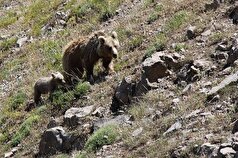 آموزش کوهنوردان و گردشگران سبلان در راستای کاهش تعارضات با خرس قهوه‌ای