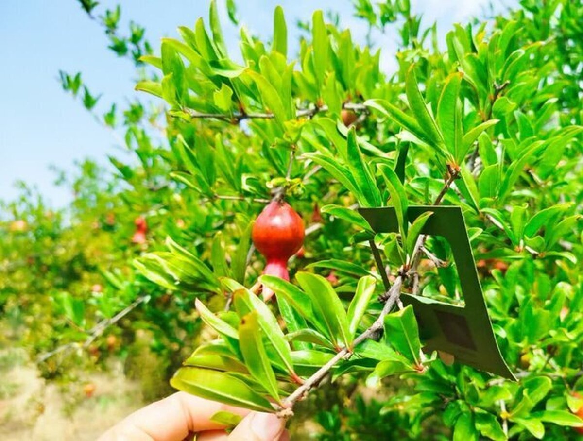 صادرات بیش از ۹۸۰۰ تن محصول کشاورزی و خشکبار از مراغه