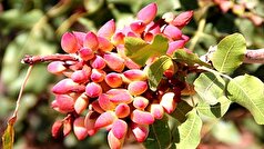 طلای سبز خراسان جنوبی وارد بازار می‌شود