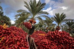 آغاز برداشت خرما در جنوب کرمان