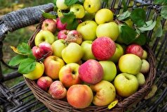 سیب چگونه از بدن در برابر بیماری‌ها محافظت میکند؟