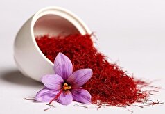 ادویه گران قیمت ایرانی، رازی برای مقابله با پیری